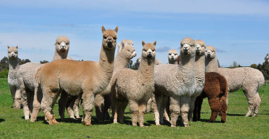  Как выглядит Alpaca